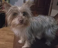 AKC Scarlet Parti color. , a female Yorkshire Terrier for sale in West Plains, MO – Photo 2 of 6