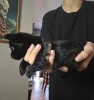 Solid Black female, a female Yorkshire Terrier for sale in West Plains, MO – 3 of 4