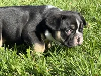 Bonzai , a male French Bulldog for sale in Berlin, WI – 2 of 4