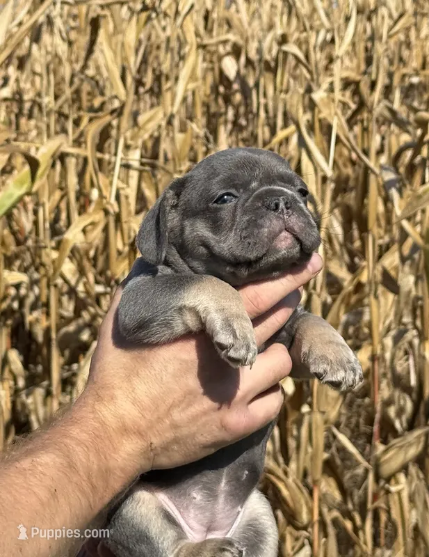 Scarlett  – French Bulldog puppy for sale in Berlin, WI