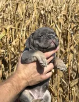 Scarlett , a female French Bulldog for sale in Berlin, WI – 1 of 6