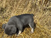 Scarlett , a female French Bulldog for sale in Berlin, WI – 6 of 6