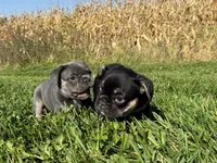 Scarlett , a female French Bulldog for sale in Berlin, WI – 2 of 6