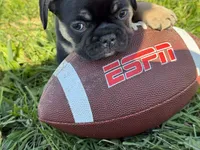 Susie , a female French Bulldog for sale in Berlin, WI – 3 of 5