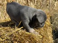 Scarlett , a female French Bulldog for sale in Berlin, WI – 3 of 6