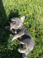Scarlett , a female French Bulldog for sale in Berlin, WI – 4 of 6