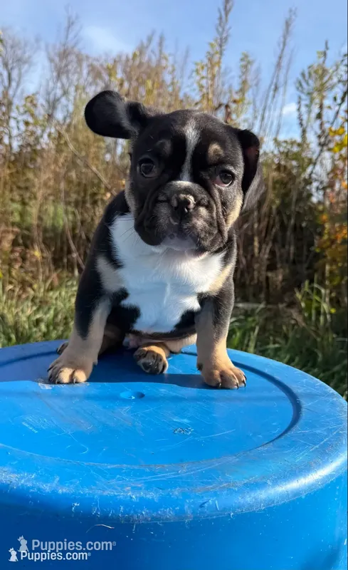 Bonzai  – French Bulldog puppy for sale in Berlin, WI
