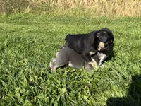 Susie , a female French Bulldog for sale in Berlin, WI – 5 of 5