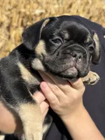 Susie , a female French Bulldog for sale in Berlin, WI – 4 of 5
