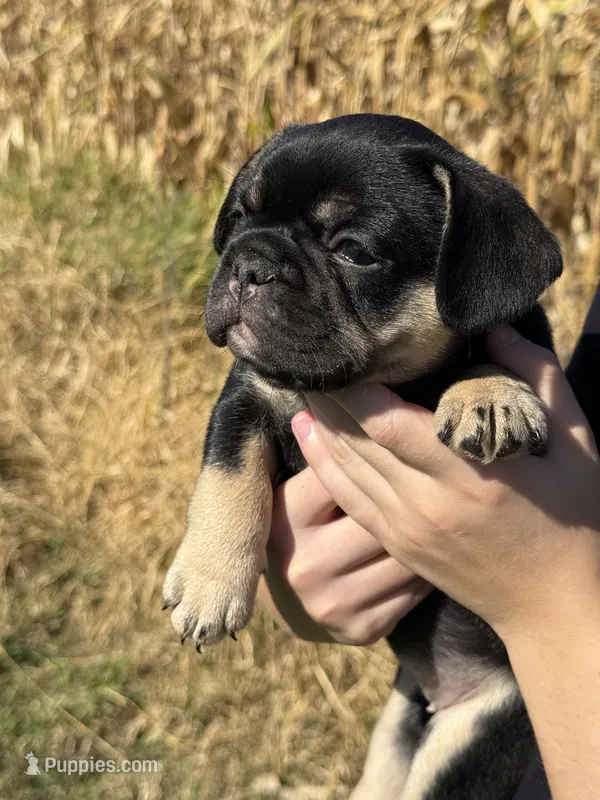 Susie  – French Bulldog puppy for sale in Berlin, WI