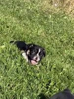 Bonzai , a male French Bulldog for sale in Berlin, WI – 4 of 4