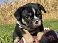 Bonzai , a male French Bulldog for sale in Berlin, WI – 3 of 4