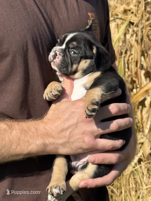 Bonzai  – French Bulldog puppy for sale in Berlin, WI