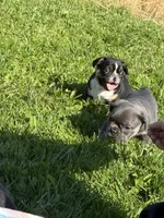 Scarlett , a female French Bulldog for sale in Berlin, WI – 5 of 6