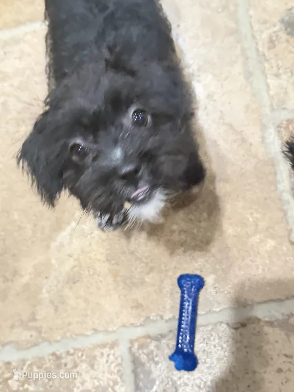 Daisy May – Yorkshire Terrier, Poodle - Miniature  puppy for sale in Katy, TX