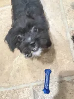 Daisy May, a female Yorkshire Terrier and Poodle - Miniature  for sale in Katy, TX – 1 of 1