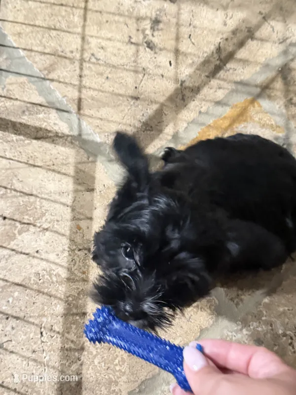 Fran – Yorkshire Terrier, Poodle - Miniature  puppy for sale in Katy, TX