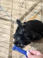 Fran, a female Yorkshire Terrier and Poodle - Miniature  for sale in Katy, TX – 1 of 1