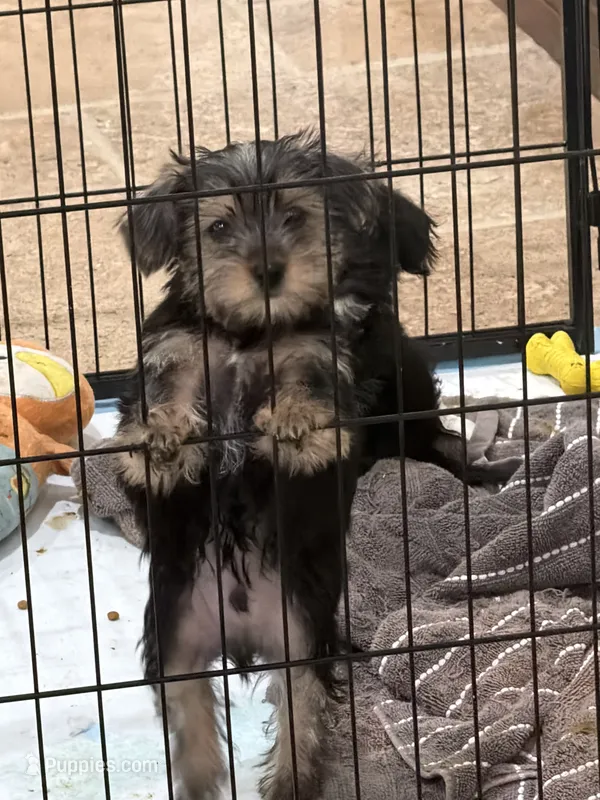 Gus – Yorkipoo puppy for sale in Katy, TX