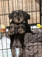 Gus, a male Yorkipoo for sale in Katy, TX – 1 of 1