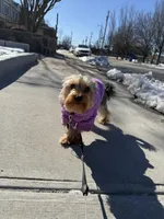 Luna, a female Mini Yorkshire Aussie for sale in Yonkers, NY – Photo 2 of 4