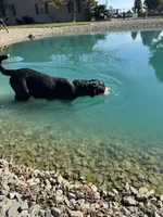 Adult Female, a female Greater Swiss Mountain Dog for sale in Haviland, OH – 4 of 6
