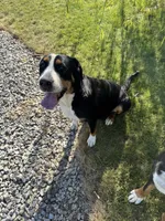 Adult Female, a female Greater Swiss Mountain Dog for sale in Haviland, OH – 6 of 6