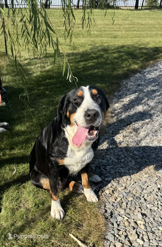 Adult Female – Greater Swiss Mountain Dog puppy for sale in Haviland, OH