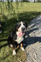Adult Female, a female Greater Swiss Mountain Dog for sale in Haviland, OH – 1 of 6