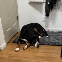 Liberty, a female Greater Swiss Mountain Dog for sale in Haviland, OH – 3 of 6