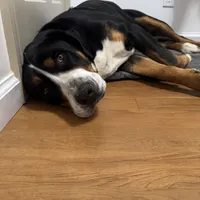 Liberty, a female Greater Swiss Mountain Dog for sale in Haviland, OH – 5 of 6