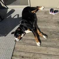 Liberty, a female Greater Swiss Mountain Dog for sale in Haviland, OH – 6 of 6