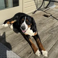 Liberty, a female Greater Swiss Mountain Dog for sale in Haviland, OH – 4 of 6