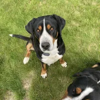 Liberty, a female Greater Swiss Mountain Dog for sale in Haviland, OH – 2 of 6
