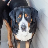 Liberty, a female Greater Swiss Mountain Dog for sale in Haviland, OH – 1 of 6