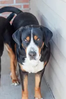Liberty, a female Greater Swiss Mountain Dog for sale in Haviland, OH – Photo 1 of 2