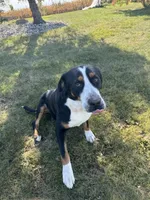 Adult Female, a female Greater Swiss Mountain Dog for sale in Haviland, OH – 3 of 6