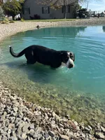 Adult Female, a female Greater Swiss Mountain Dog for sale in Haviland, OH – 5 of 6