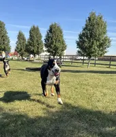 Adult Female, a female Greater Swiss Mountain Dog for sale in Haviland, OH – 2 of 6