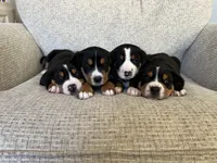 processed/7691843d-d70e-447a-b0ee-a1fa3c8e2d9a/listing/fd41ccf7-de33-41a5-854e-5f8dc20fc284/18befb85-5b0b-48d0-974b-c750d809e375