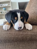 processed/7691843d-d70e-447a-b0ee-a1fa3c8e2d9a/listing/fd41ccf7-de33-41a5-854e-5f8dc20fc284/98c64ee8-1cd9-4100-a8f8-16ba26185625