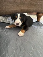 processed/7691843d-d70e-447a-b0ee-a1fa3c8e2d9a/listing/fd41ccf7-de33-41a5-854e-5f8dc20fc284/b1cfdfc1-7643-498a-9c6b-3ef0cd833f15