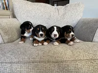 processed/7691843d-d70e-447a-b0ee-a1fa3c8e2d9a/listing/fd41ccf7-de33-41a5-854e-5f8dc20fc284/eb8a389d-f82e-41f0-bb74-2af62c5ebb8e