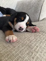 processed/7691843d-d70e-447a-b0ee-a1fa3c8e2d9a/listing/fd41ccf7-de33-41a5-854e-5f8dc20fc284/f3edb987-6bf5-415c-95ed-cb0b6394c83f