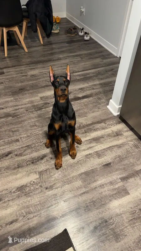 Koda, a female Doberman Pinscher for sale in Elkhart, IN – Photo 1 of 5