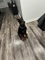 Koda, a female Doberman Pinscher for sale in Elkhart, IN – Photo 2 of 5