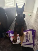 Koda, a female Doberman Pinscher for sale in Elkhart, IN – Photo 5 of 5