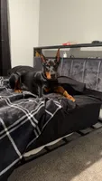 Koda, a female Doberman Pinscher for sale in Elkhart, IN – Photo 4 of 5