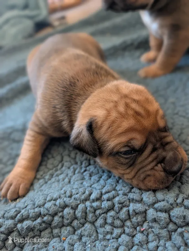 Baxter – Cane Corso puppy for sale in Phelan, CA