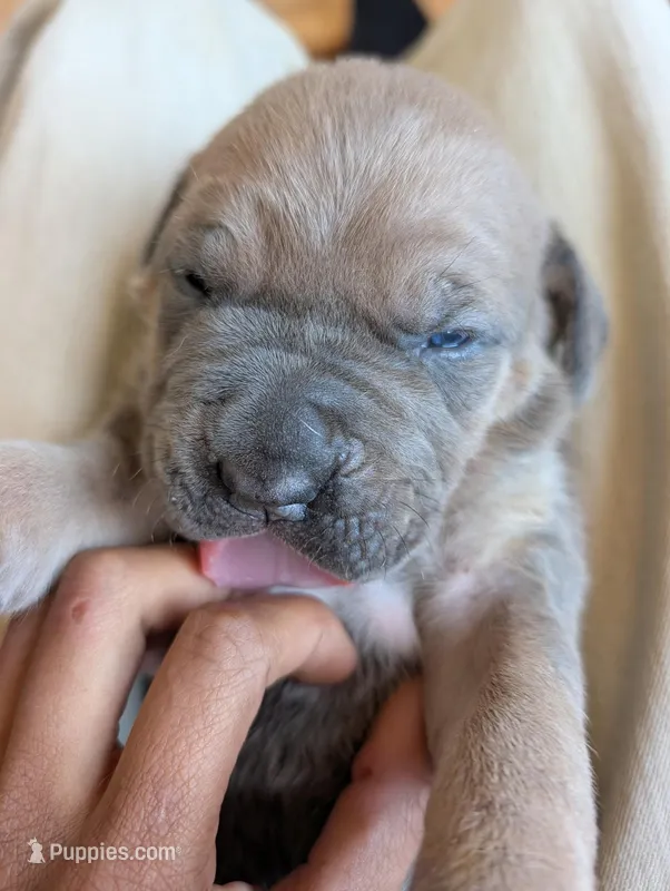 asper – Cane Corso puppy for sale in Phelan, CA